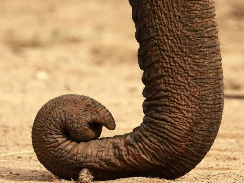 Create meme: the elephant's trunk, Elephant trunk up, trunk 