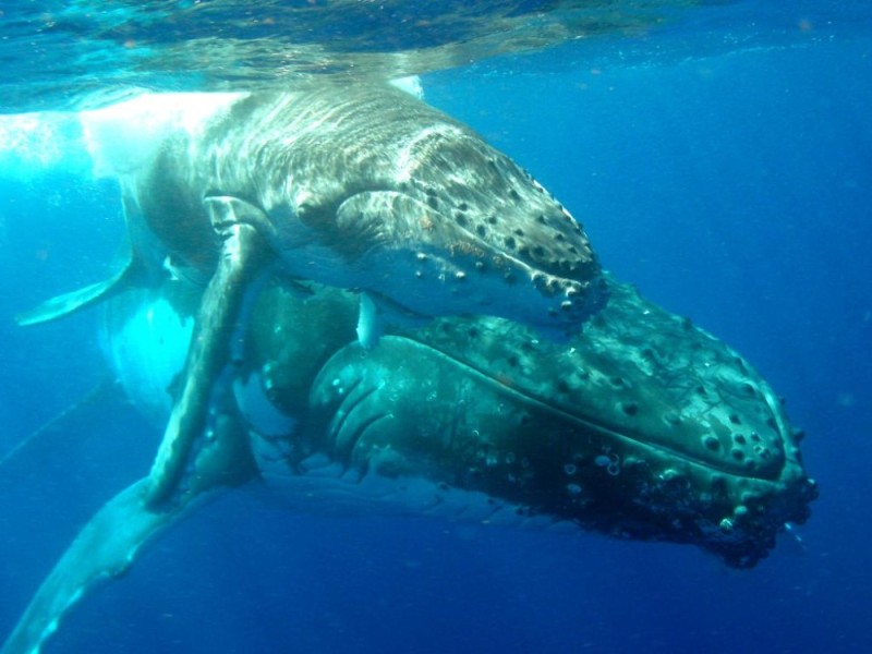 Create meme: blue whale mating, whales, whales mate