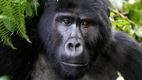 Create meme: gorilla , the gorilla is big, gorilla chimpanzee and orangutan