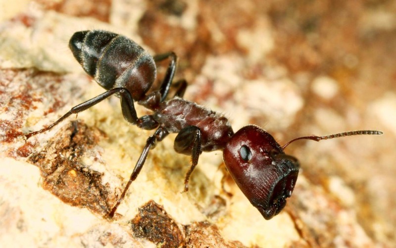 Создать мем: colobopsis lasiselene, красногрудый муравей древоточец, европейский муравей древоточец