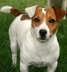 Create meme: dog Jack Russell, Russell Terrier, breed of dog Jack Russell