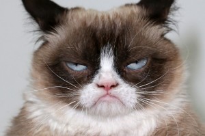 Create meme: unhappy cat , Grumpy Cat , cat tard 