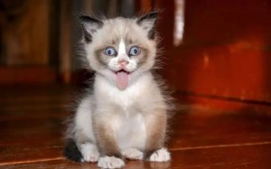 Create meme: kitties, a freaking kitty, cute kittens