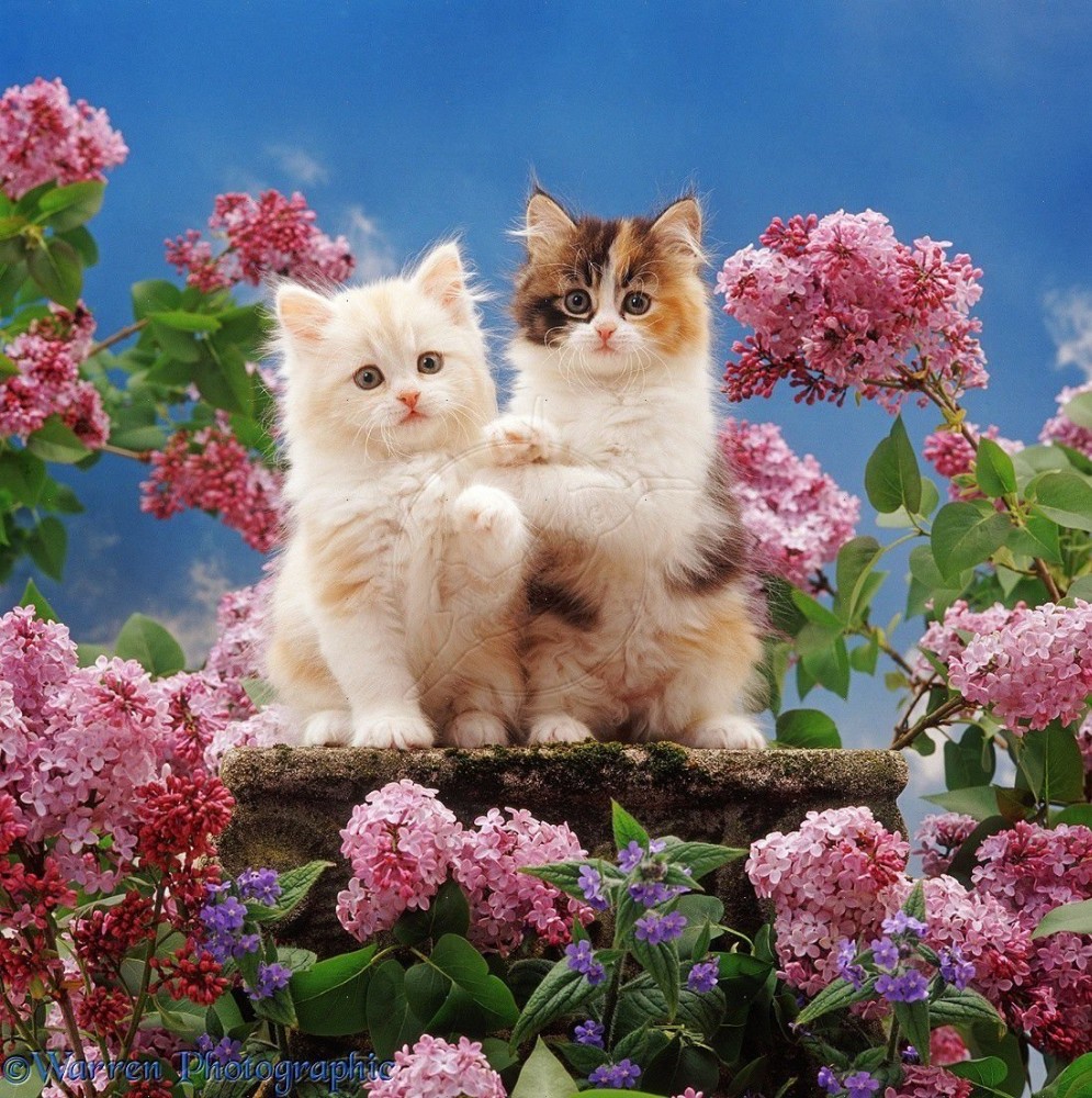 Create meme: kittens are beautiful, kitten in flowers, adorable kittens