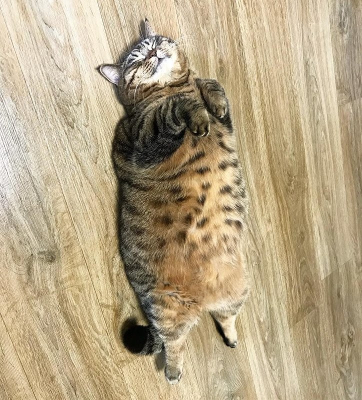 Create meme: fat cat , The fat cat is cute, fat cat 