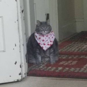 Создать мем: кот в платке мем, кот в платке, толстый кот в платочке