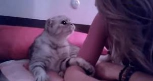 Создать мем: котики милые, кот целует хозяйку, ласковая кошка