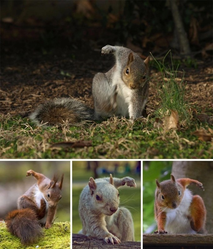 Create meme: squirrel photo, funny squirrels, proteins animals