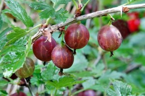 Create meme: red gooseberry, gooseberry ordinary, varieties of gooseberries bun