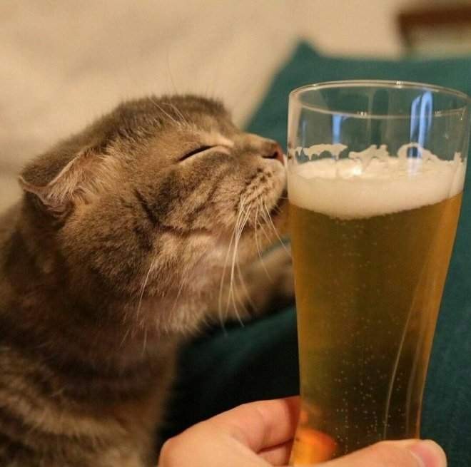 Create meme: cat , drinking cat , cat with beer