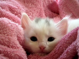 Create meme: animals cute, cute kittens