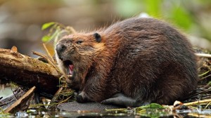 Create meme: Russian beaver, the European beaver, Bobr common
