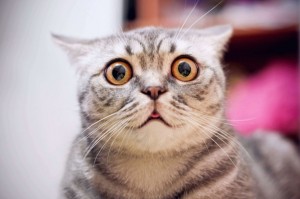 Create meme: surprised kitty, cat, cat funny