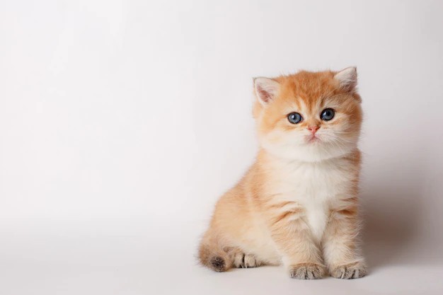 Create meme: british golden chinchilla, British cat Golden chinchilla, chinchilla british