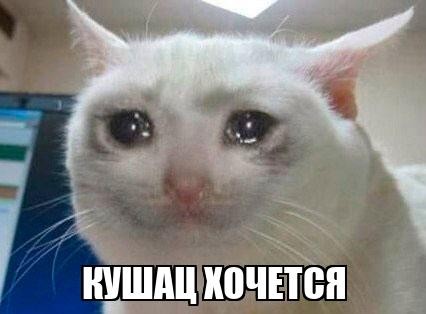 Создать мем: грустный котик мем, кошка плачет мем, плачущий кот мем