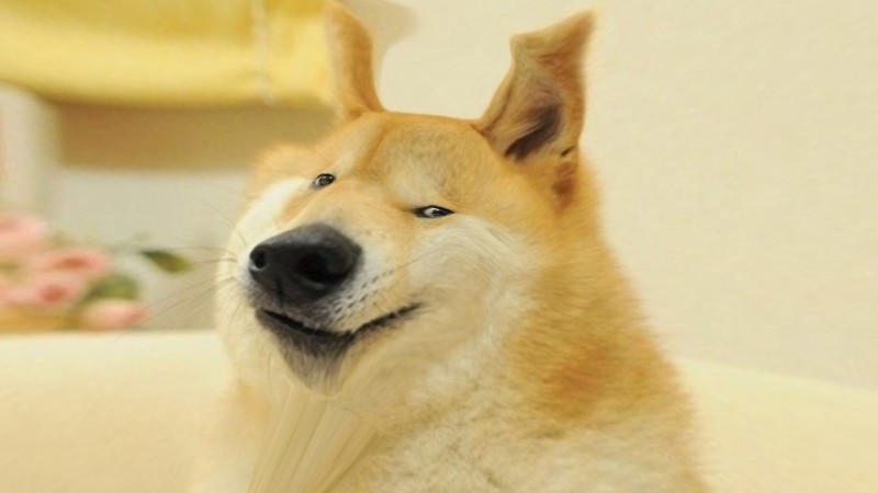 Create meme: dog meme , wow doge meme, akita dog meme