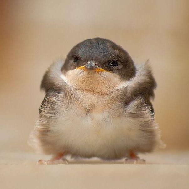 Create meme: bird , the baby bird is a yellow swallow, swallow chick