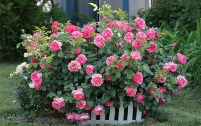Create meme: melrose rose bush, rose bush, roses bush garden