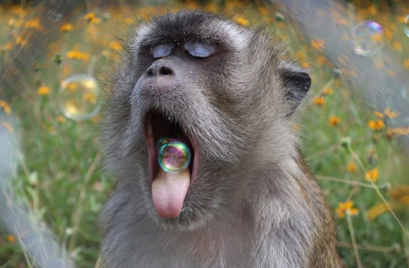 Create meme: animals , rye monkeys, a monkey with tongue sticking out