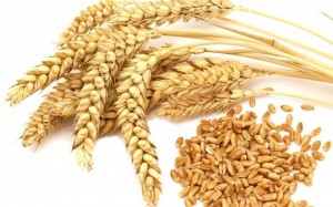 Create meme: seeds, the animal has a grain of wheat, grain durum wheat