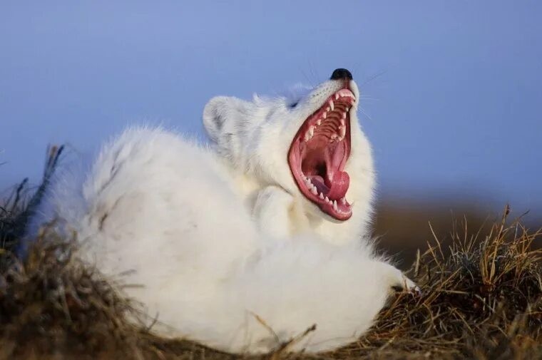 Создать мем: песец полярная лиса, арктический песец, песец