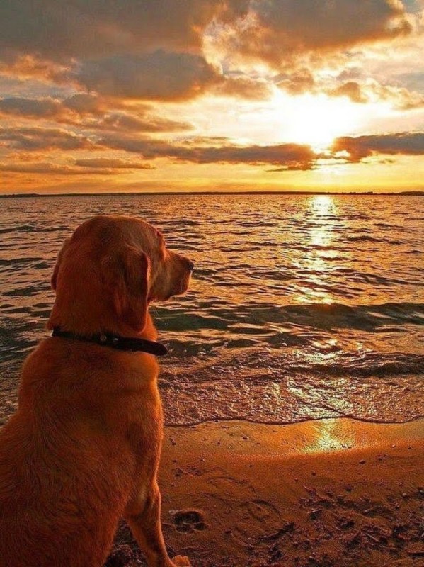 Create meme: dog at sunset, dog at sea, a dog 
