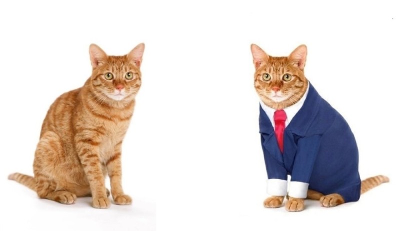 Create meme: the cat in the jacket, cat , funny cats 