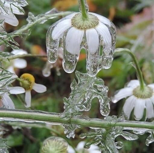 Create meme: crystal chamomile, the extraordinary chamomile, Daisy flower 