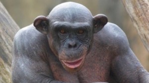 Create meme: bald monkey, bald chimp, bald monkey