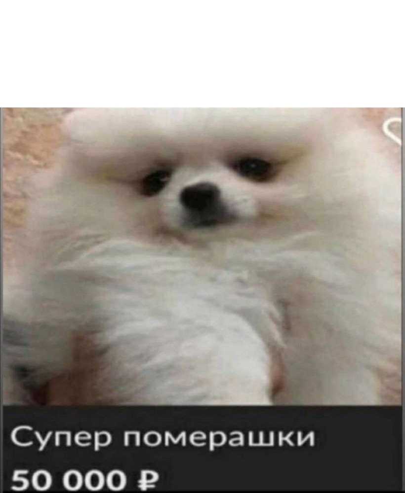 Create meme: breed Spitz, spitz, breed Pomeranian