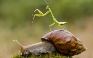 Создать мем: богомол, улитка, snail