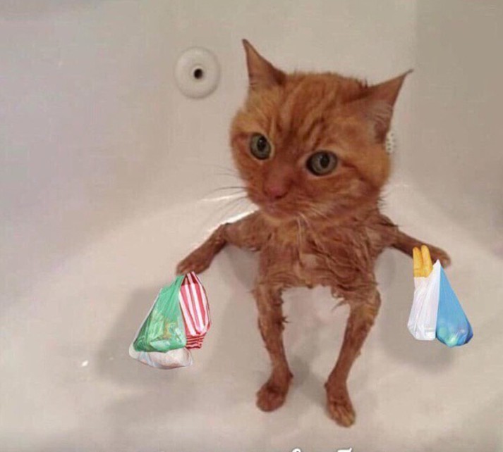 Создать мем: мокрый рыжий кот, смешной мокрый кот, кот
