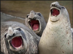 Создать мем: galitz, elephant seal, comedy