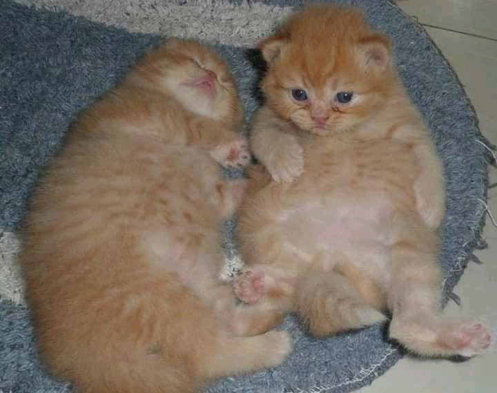 Create meme: cute kittens, kittens of sandy color, adorable kittens