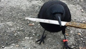Создать мем: ворона с ножом в клюве, птица топор, beg for your life in spanish