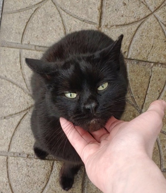 Создать мем: бомбейская кошка, кот мартин черный, чёрная кошка