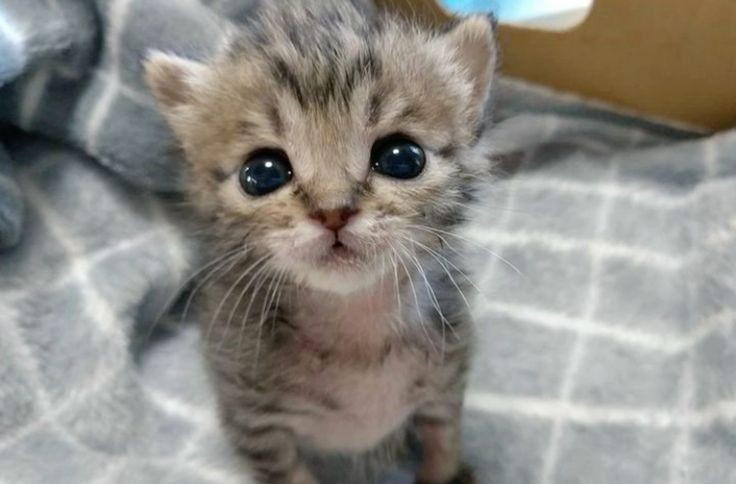 Create meme: kittens are cute little, sad kitty, cute cats 