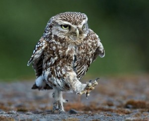 Create meme: owl, owl funny photo, owl picture