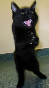 Create meme: funny black cat, the black cat yawns, angry cat