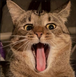 Create meme: funny cats, rabid cats, cat funny