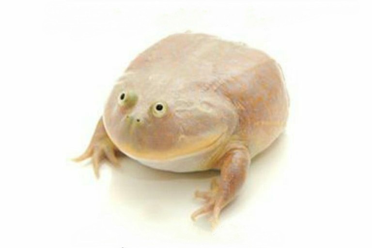 Create meme: wednesday my dudes, toad meme, it is wednesday my dudes