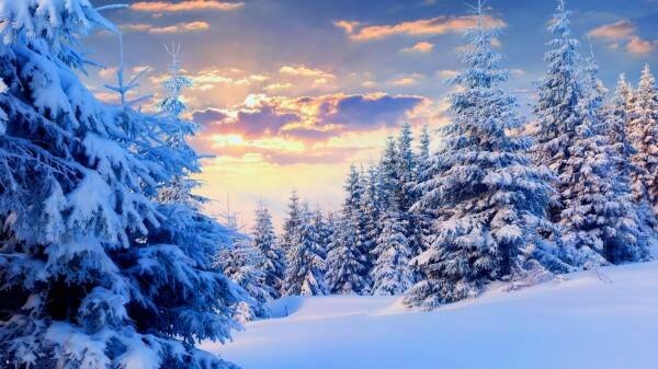 Create meme: winter fir forest, winter , in the winter forest