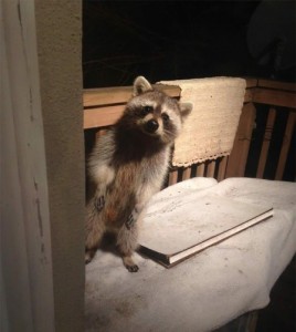 Create meme: Mr. raccoon, raccoon peeking from the corner, Mr. raccoon Kaluga