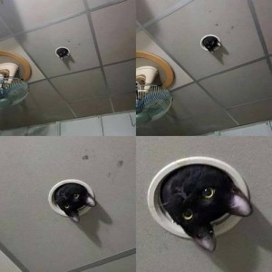 Создать мем: потолок, потолочный кот, видеонаблюдение кошка