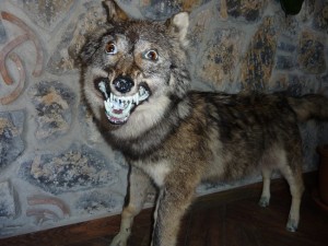 Create meme: wolf, Taxidermy, stoned wolf