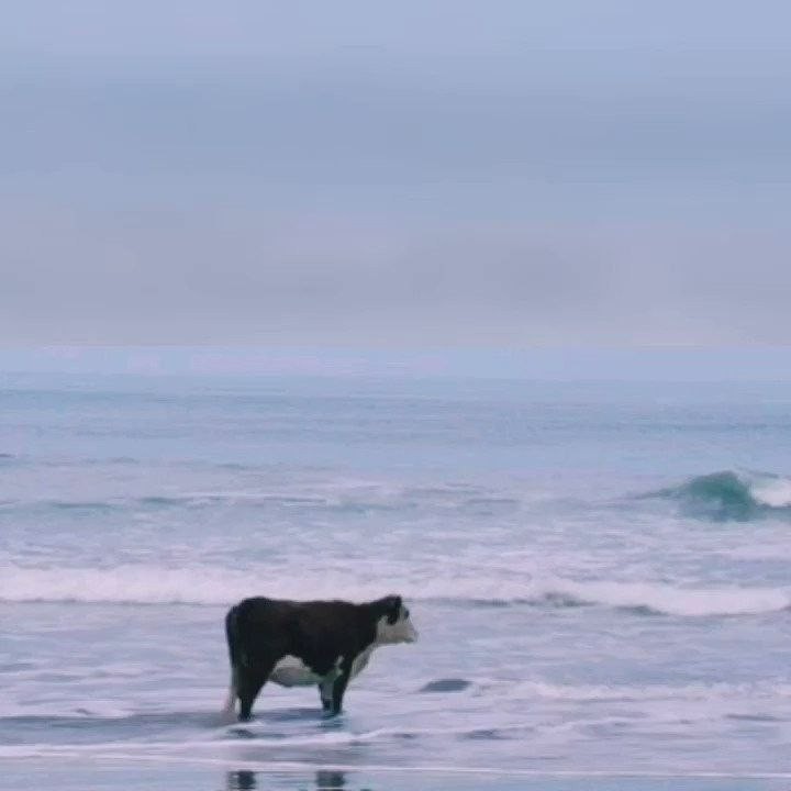 Создать мем: корова в море, корова смотрит на море, животные эстетика
