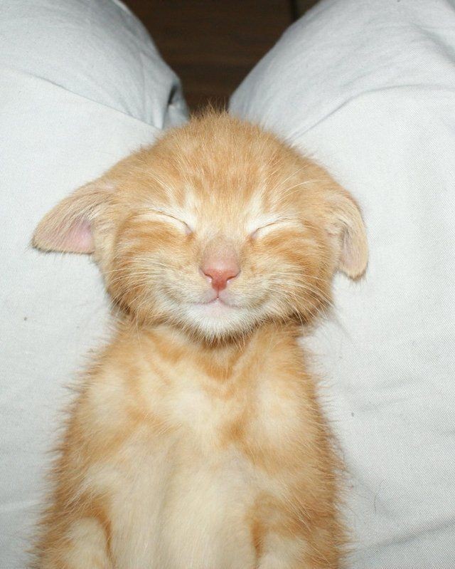 Создать мем: милые котики, довольный котенок, улыбающийся котенок