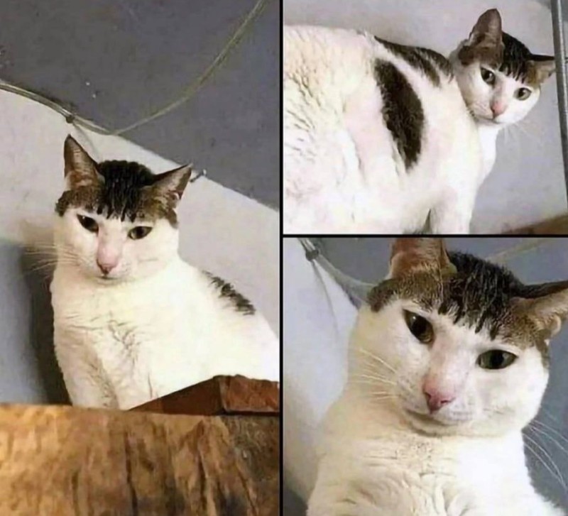 Create meme: cat with bangs meme, memes , cat 
