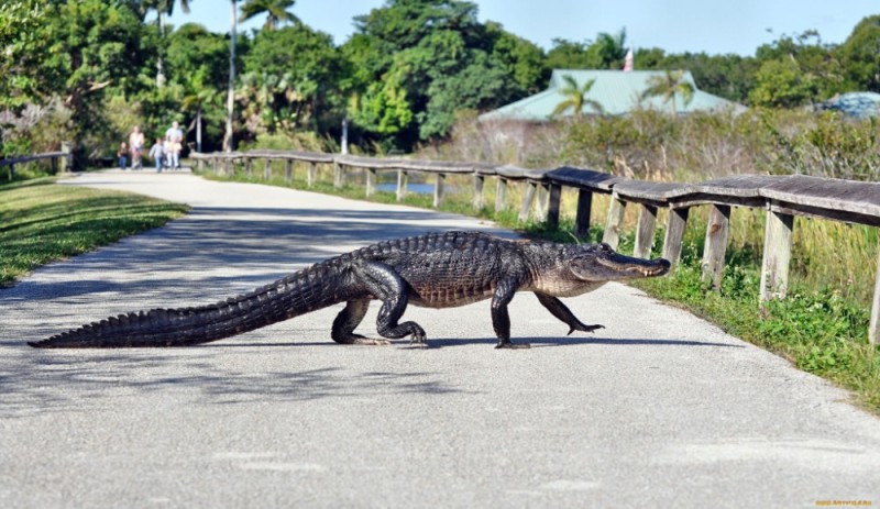 Create meme: crocodile alligator, big crocodile, alligators in Florida