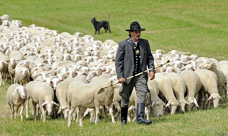 Создать мем: стадо овец, фермер с овцами, пастух